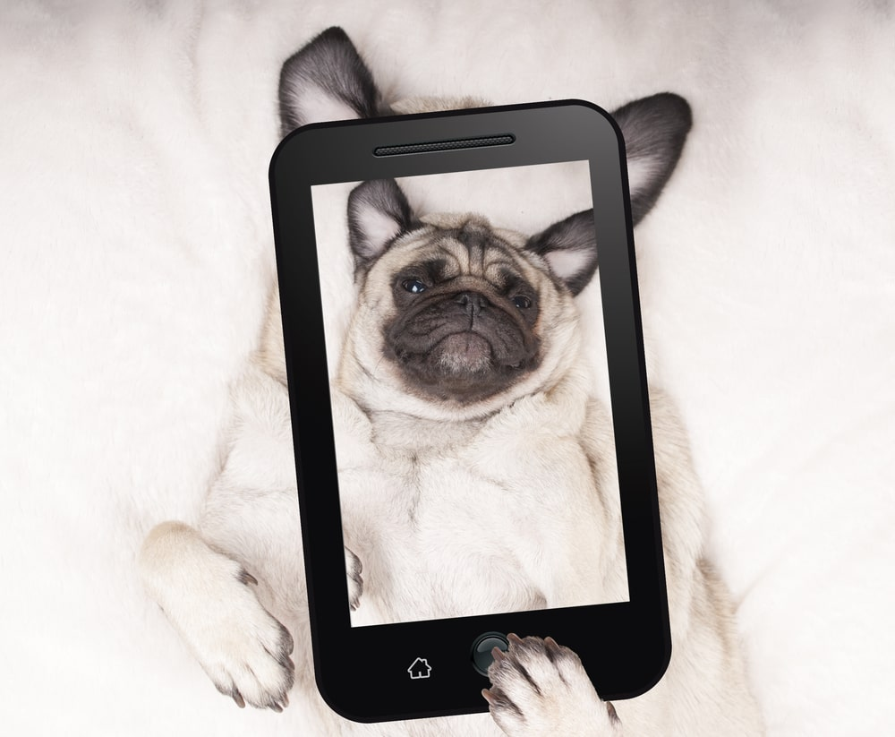 un chien couché sur une surface blanche avec un écran montrant le visage d'un chien