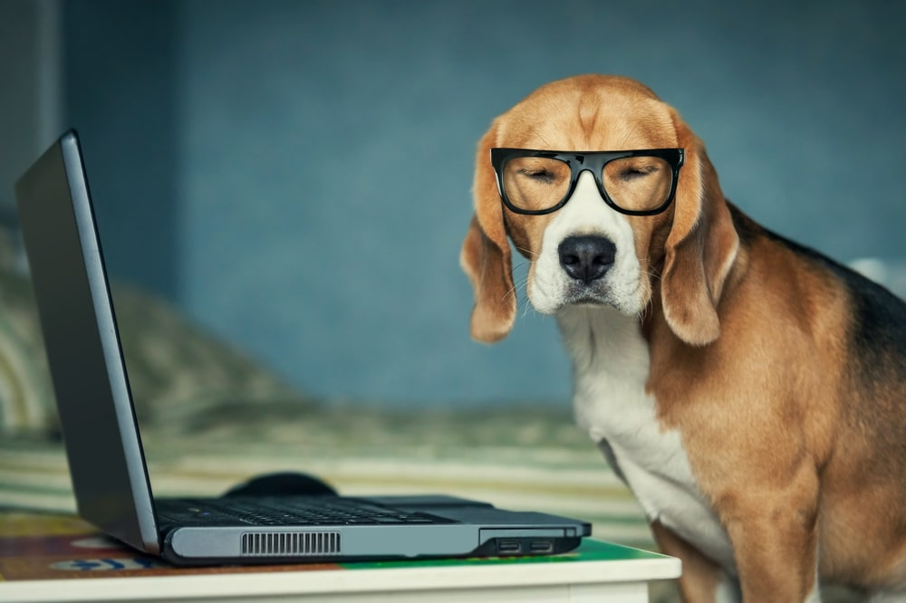 a dog wearing glasses and sitting on a table with a laptop